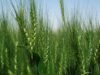Al Dahra, Abu Dhabi Exports Office, and Egypt’s GASC Move from Framework to Execution with Five-Year Wheat Supply Agreement
