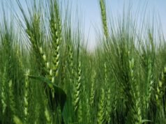 Al Dahra, Abu Dhabi Exports Office, and Egypt’s GASC Move from Framework to Execution with Five-Year Wheat Supply Agreement